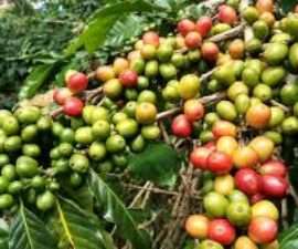 History of Coffee beans